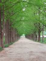 A serene pathway lined with tall, leafy trees in Sulaymaniyah.