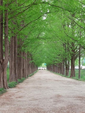 A tranquil pathway winding through tall green trees leading to the meditation centre.