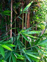A dense cluster of bamboo stalks and leaves with vibrant shades of green. The slender stalks range from light to dark brown, interspersed among lush green foliage that captures sunlight, creating a natural pattern of light and shadow.