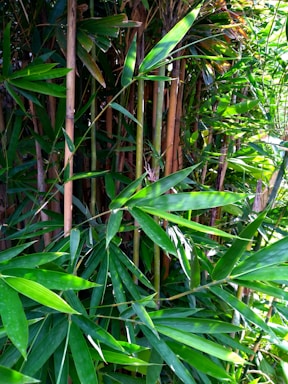 A dense cluster of bamboo stalks and leaves with vibrant shades of green. The slender stalks range from light to dark brown, interspersed among lush green foliage that captures sunlight, creating a natural pattern of light and shadow.