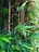 A dense cluster of bamboo stalks and leaves with vibrant shades of green. The slender stalks range from light to dark brown, interspersed among lush green foliage that captures sunlight, creating a natural pattern of light and shadow.