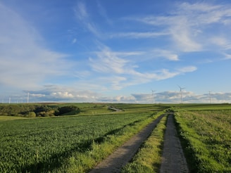 A picturesque landscape with green fields and a dirt path winding through them. Wind turbines stand tall against the backdrop of a blue sky with scattered white clouds. The scene captures a vast expanse of rural farmland.