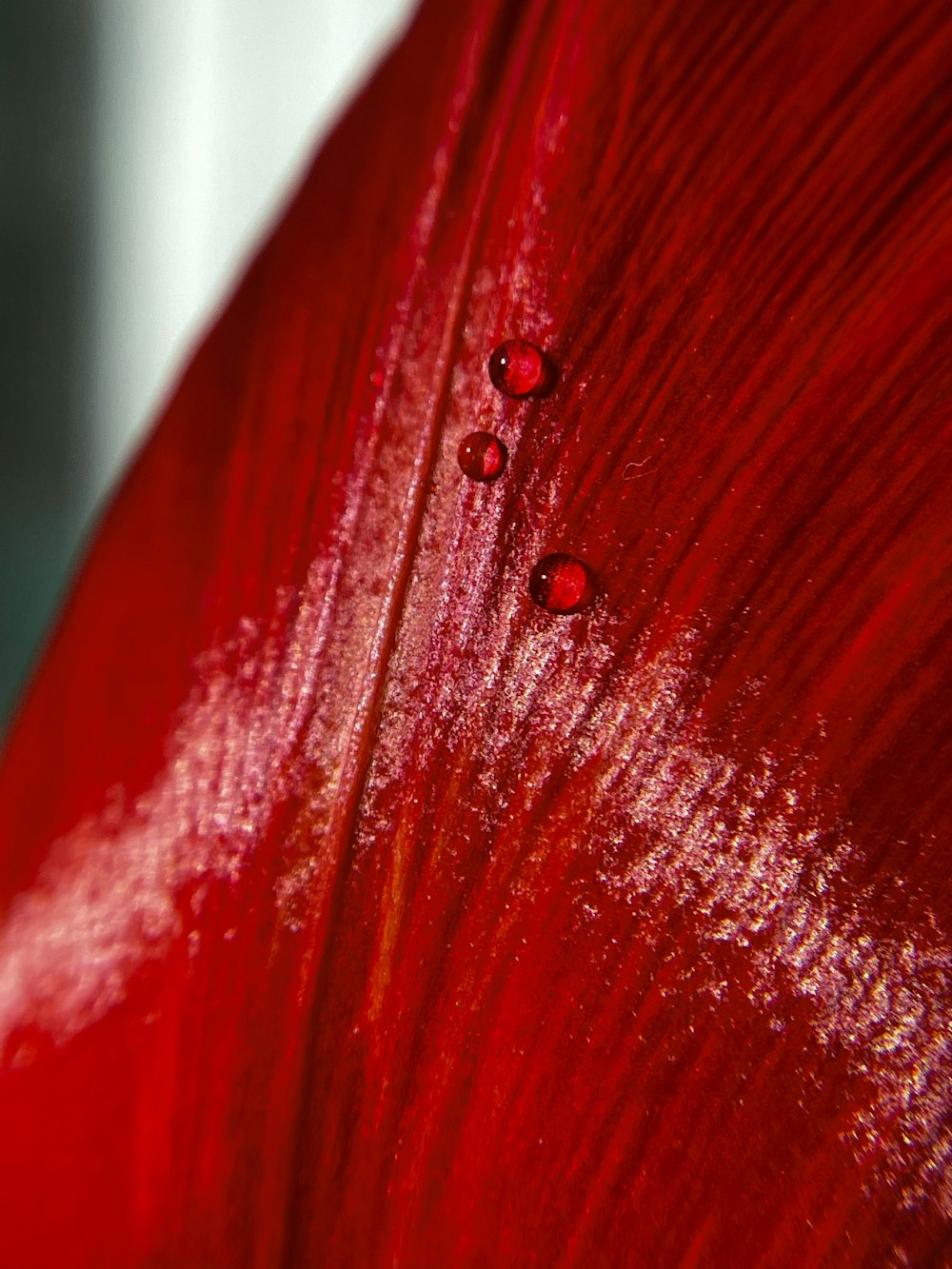 a close up of a red flower with drops of water on it