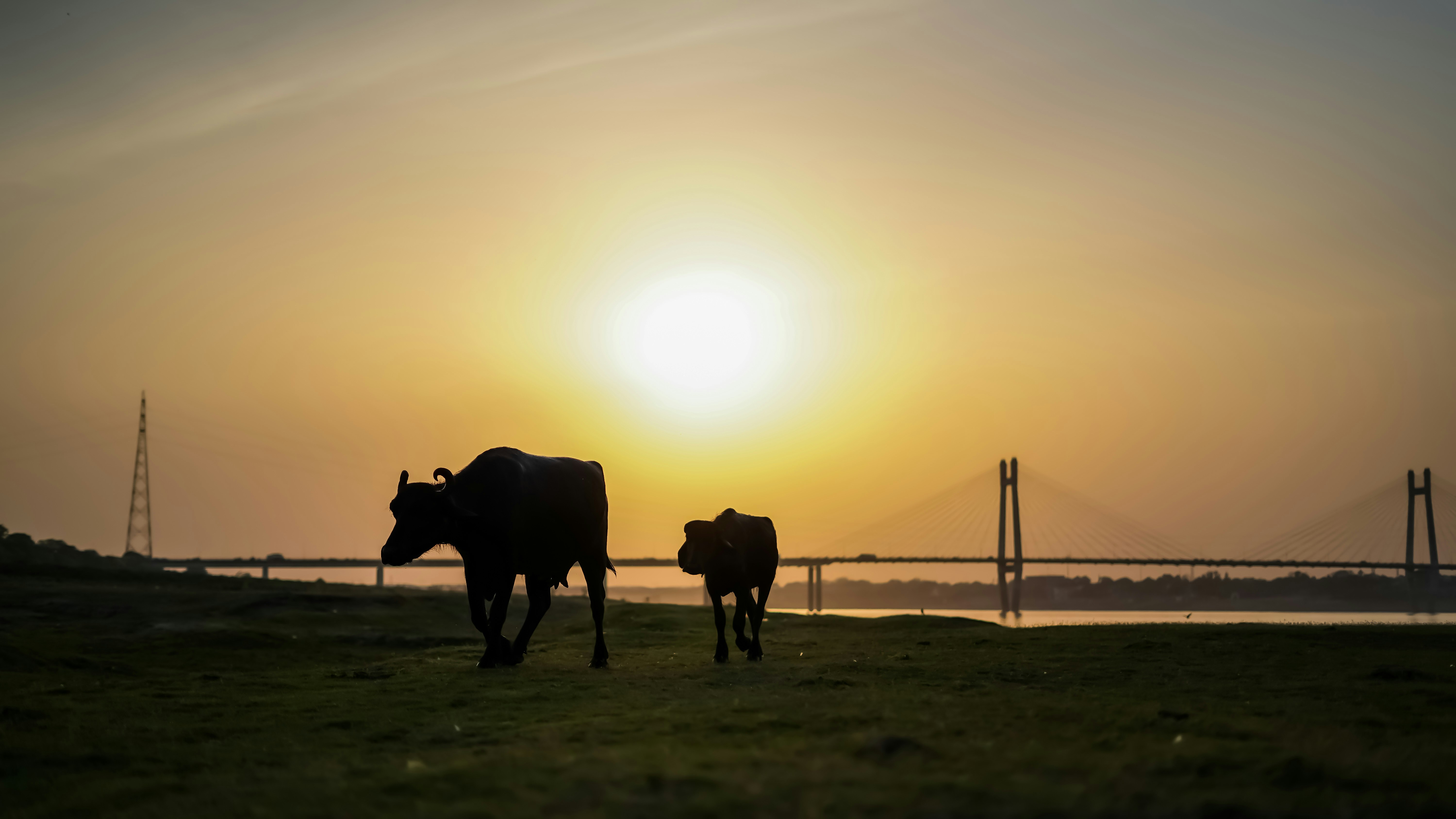 a couple of cows walking across a lush green field