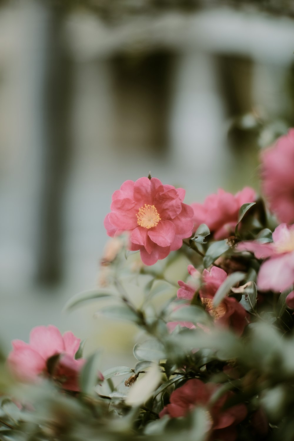 a close up of a pink flower with a blurry background