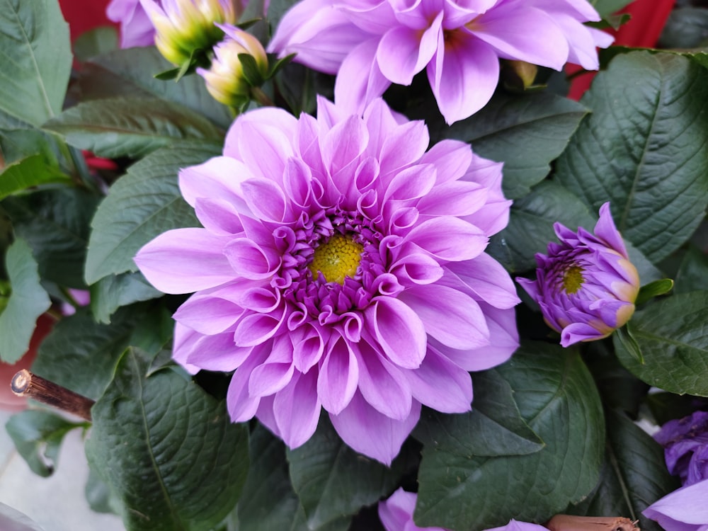 a bunch of purple flowers with green leaves