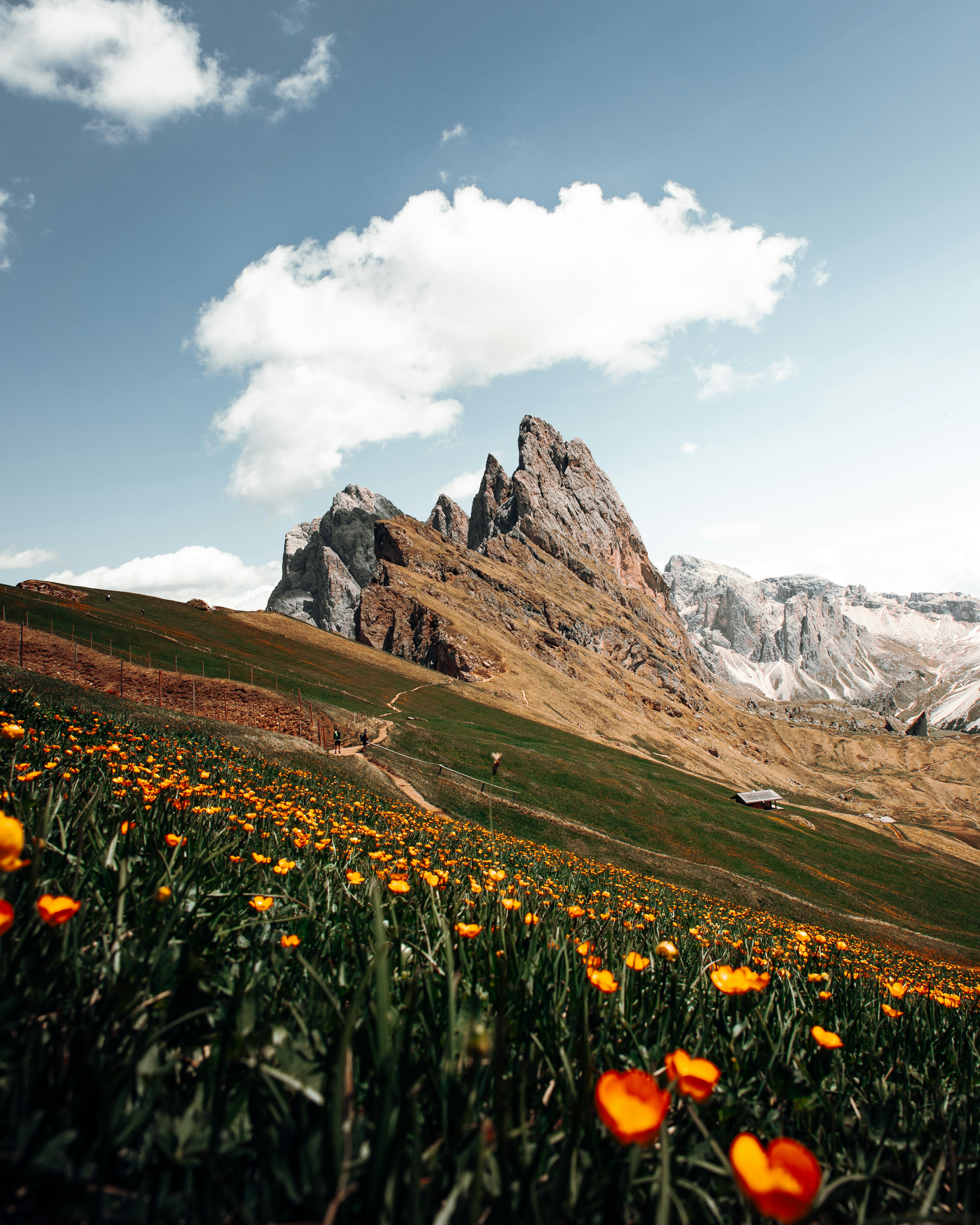 a field of flowers with mountains in the background