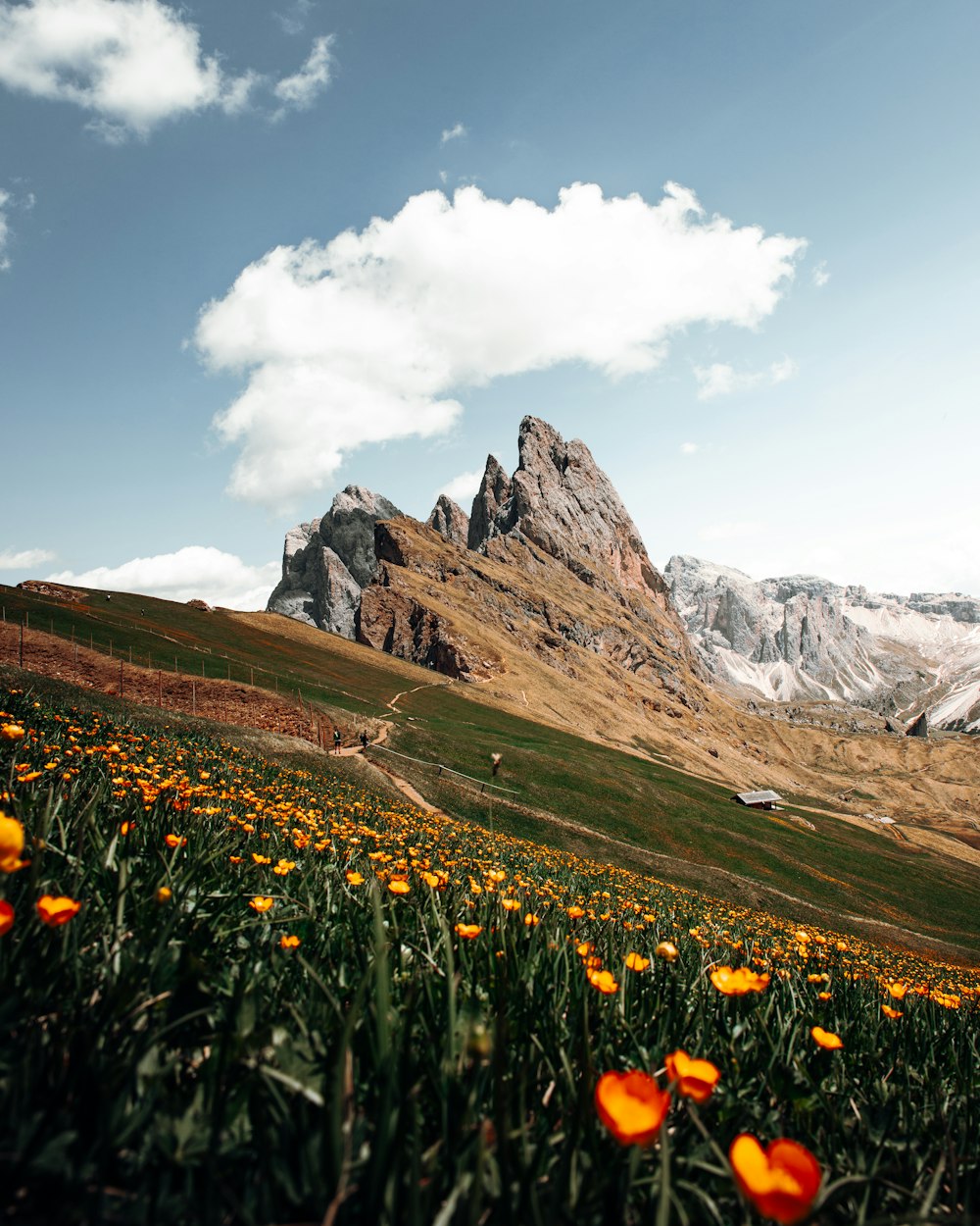 Un campo de flores con montañas al fondo