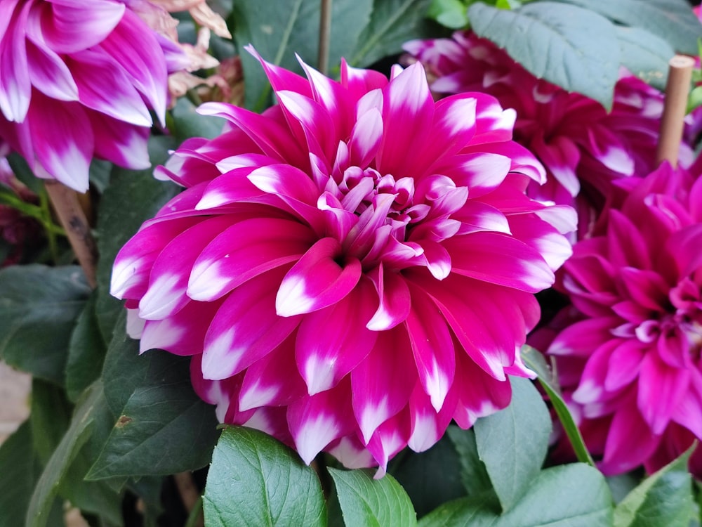 a close up of a pink and white flower