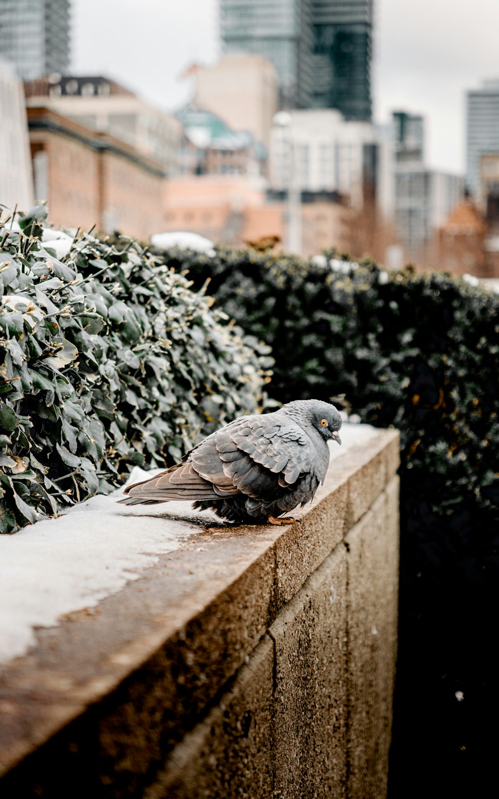 a pigeon sitting on the edge of a wall