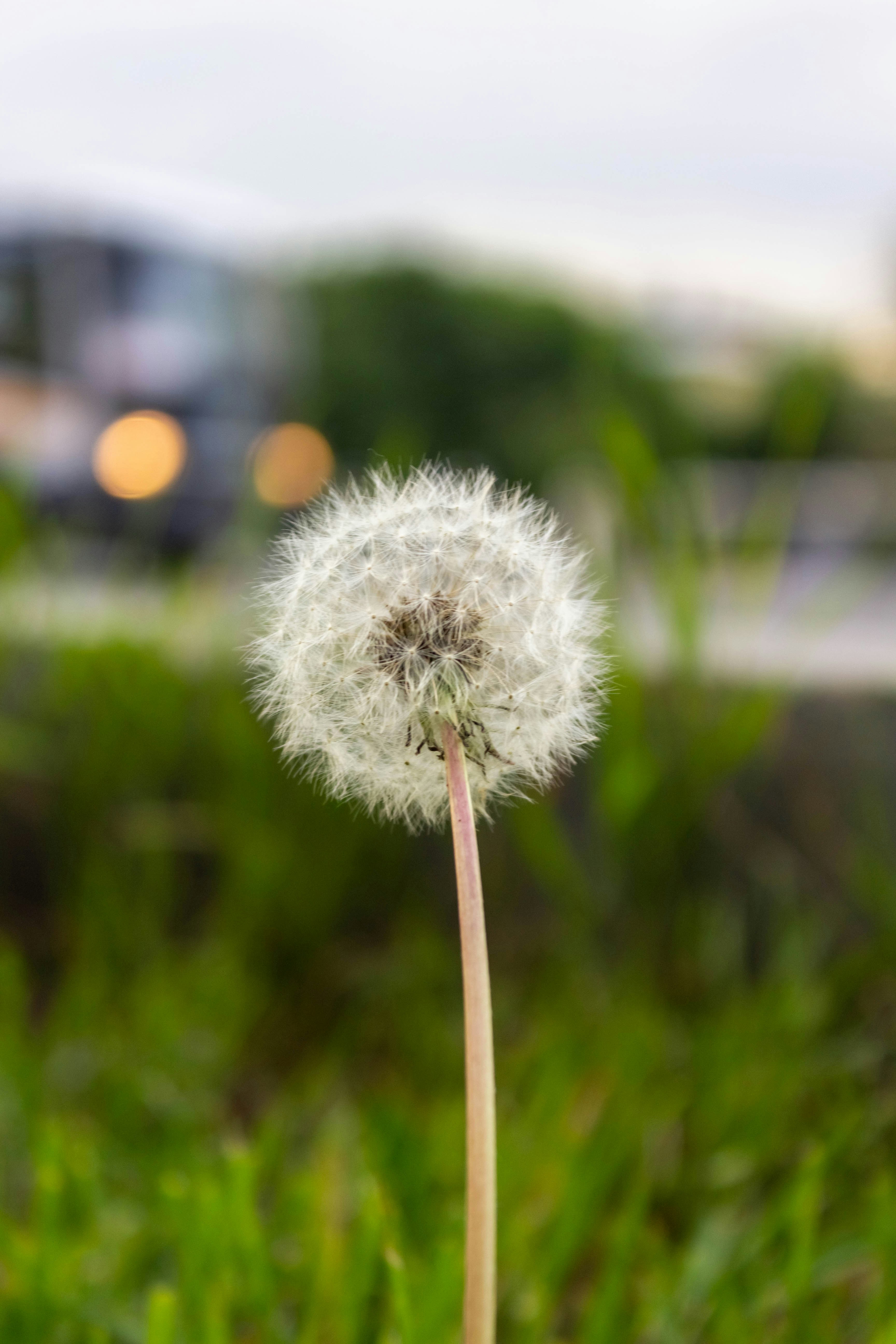 Photo by sunflowername