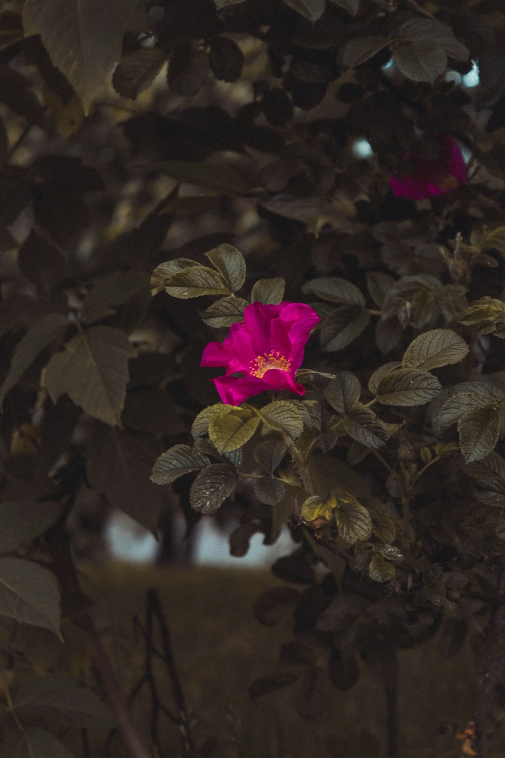 a pink flower is blooming on a tree