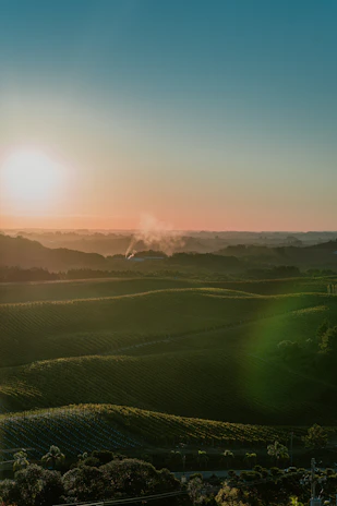 Elegant vineyard rows at dawn with soft sunlight warming the Andean foothills.