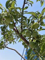 Golden durians hanging heavy on branches under a clear blue sky.
