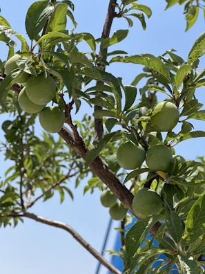 Golden durians hanging heavy on branches under a clear blue sky.