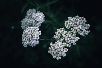 a bunch of white flowers sitting on top of a green plant
