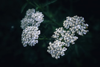 a bunch of white flowers sitting on top of a green plant
