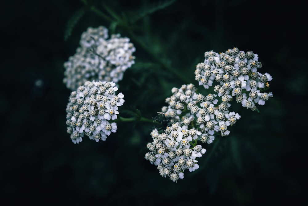 a bunch of white flowers sitting on top of a green plant