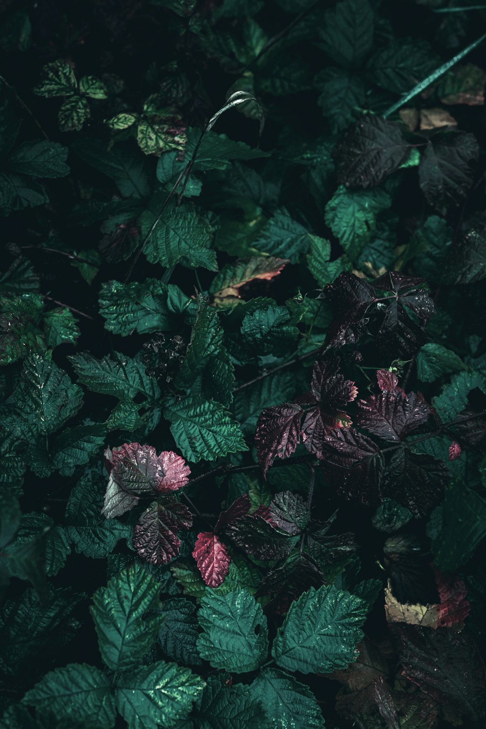 a bunch of leaves that are on the ground