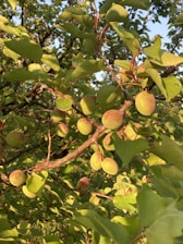 Branches of a fruit tree covered with numerous small, unripe fruits nestled among lush green leaves. The sunlight highlights the texture and color variation on the fruits, giving them an inviting appearance.