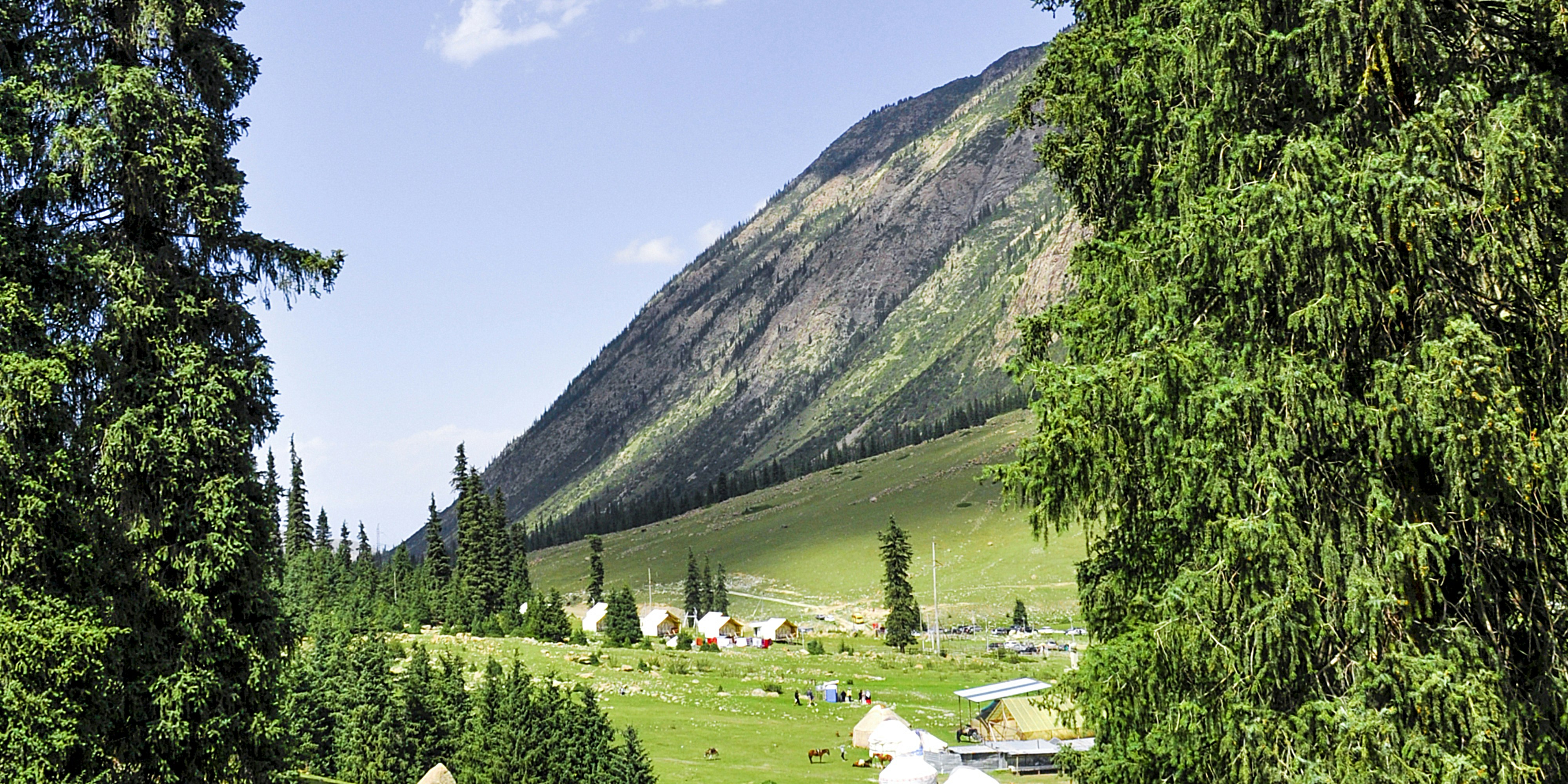 a horse standing in a field next to a forest