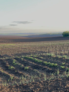 A vibrant field in Hyderabad with farmers spreading dark, nutrient-rich biochar on the soil under a bright sky.