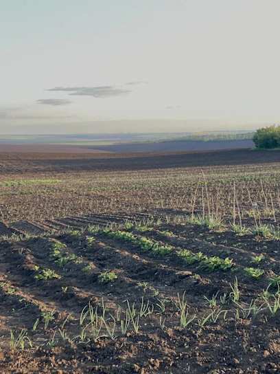 A vibrant field in Hyderabad with farmers spreading dark, nutrient-rich biochar on the soil under a bright sky.