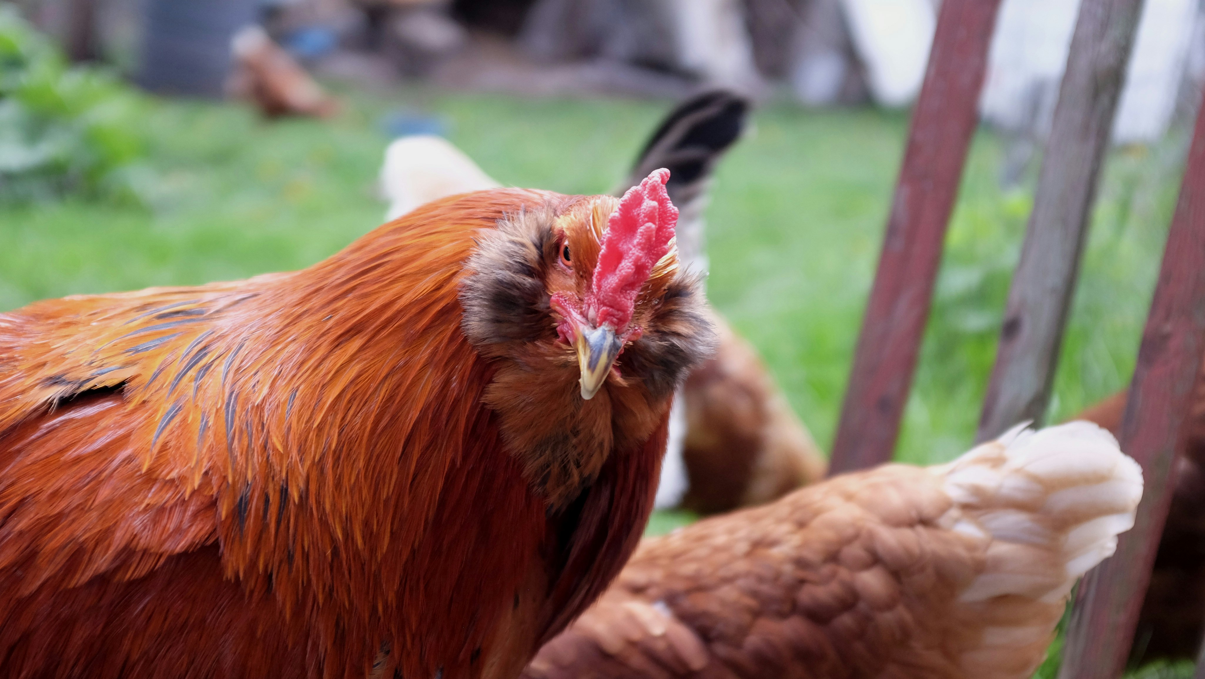Myth 2: Chickens Will Destroy Your Garden and Landscaping (image credits: unsplash)