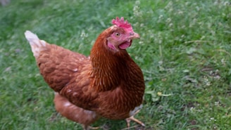 A friendly hen looking curiously at the camera in a sunny garden setting.