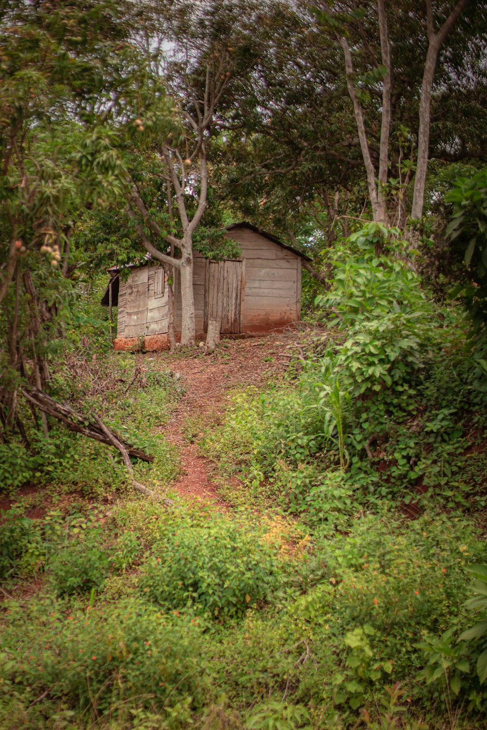 a small shack sitting in the middle of a forest