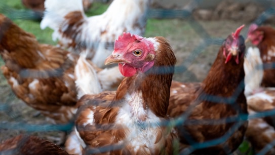 A group of chickens is gathered inside a fenced area. The central focus is on a chicken with brown and white feathers and a prominent red comb. The background shows other chickens and a blurred view of grass and soil.