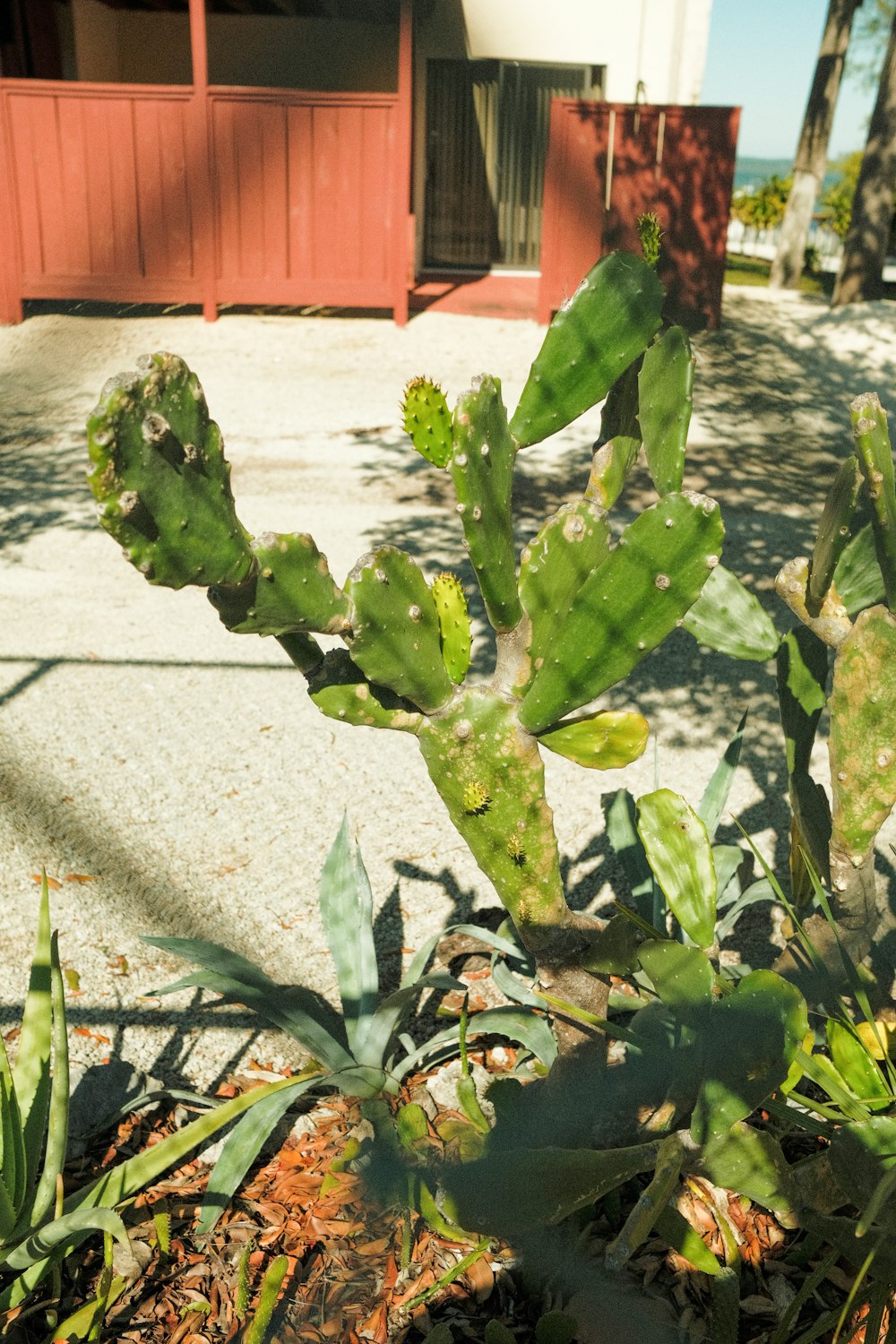 a green cactus in front of a red building