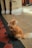A fluffy orange and white cat sits on a combination of tiled surfaces, including red and black checkered tiles and beige stone tiles. The setting appears to be near an architectural structure with stone pillars and walls.