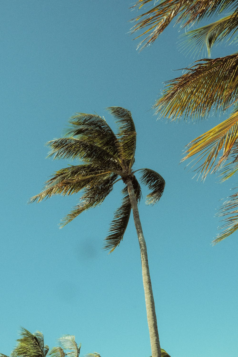 a palm tree blowing in the wind on a sunny day