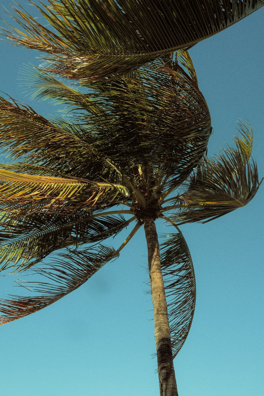 a palm tree blowing in the wind on a sunny day