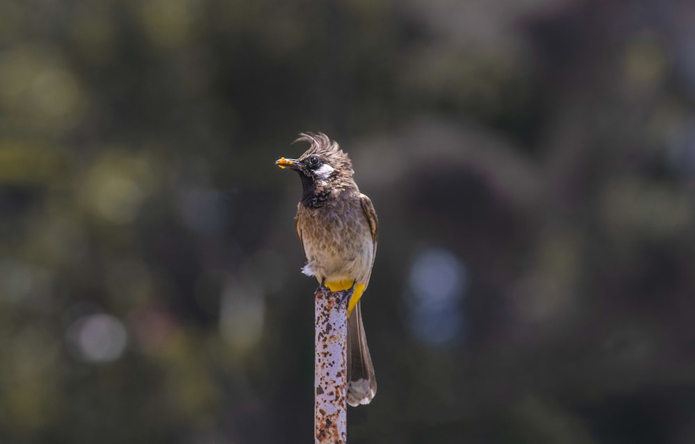 a bird sitting on top of a wooden pole