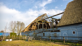 A weathered and partially collapsed wooden barn with a thatched roof sits under a bright, slightly cloudy sky. The barn's structure is visibly deteriorating, with missing sections of the roof, revealing wooden beams and trusses. The surrounding area is grassy, with a few leafless trees partially visible to the left and a wooden fence enclosing the barn. In the background, birds are flying, adding movement and life to the scene.