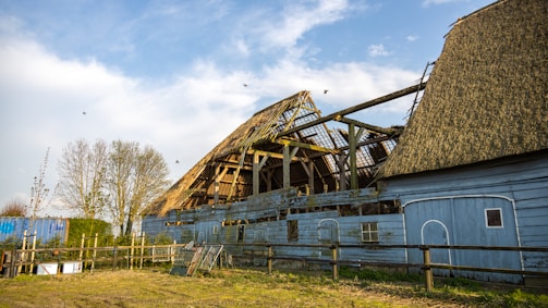 A weathered and partially collapsed wooden barn with a thatched roof sits under a bright, slightly cloudy sky. The barn's structure is visibly deteriorating, with missing sections of the roof, revealing wooden beams and trusses. The surrounding area is grassy, with a few leafless trees partially visible to the left and a wooden fence enclosing the barn. In the background, birds are flying, adding movement and life to the scene.
