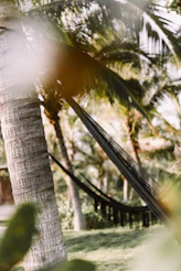 a hammock hanging between two palm trees
