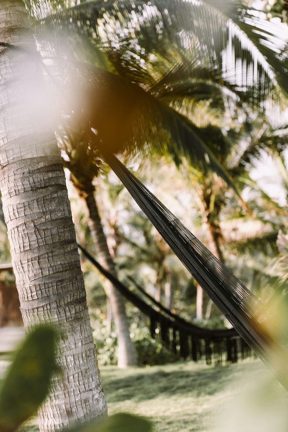 a hammock hanging between two palm trees