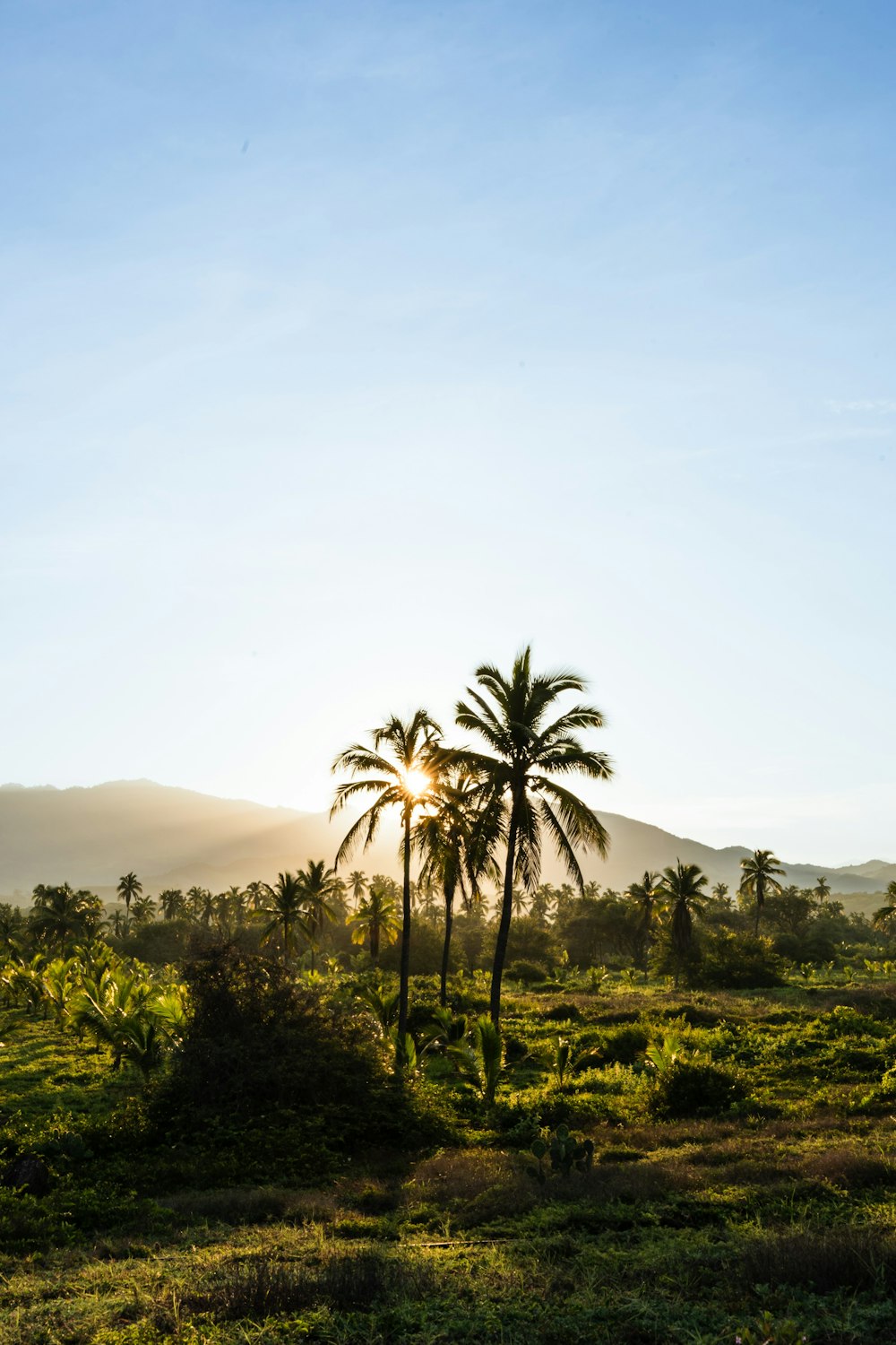 a palm tree in a field with a mountain in the background