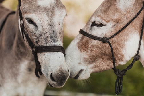 a couple of horses standing next to each other