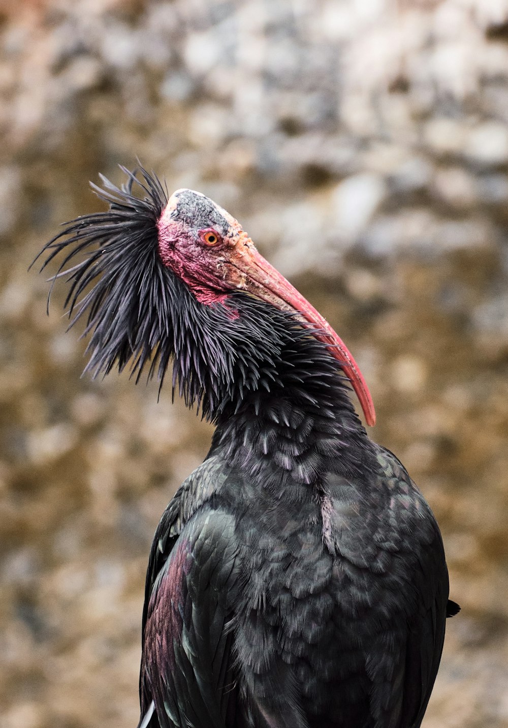 a close up of a black bird with a red head