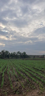 A modern farm field with sensor devices and green technology visible under a cloudy sky.