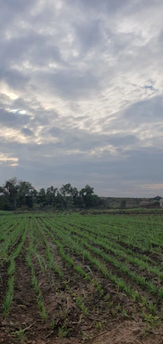 A modern farm field with sensor devices and green technology visible under a cloudy sky.
