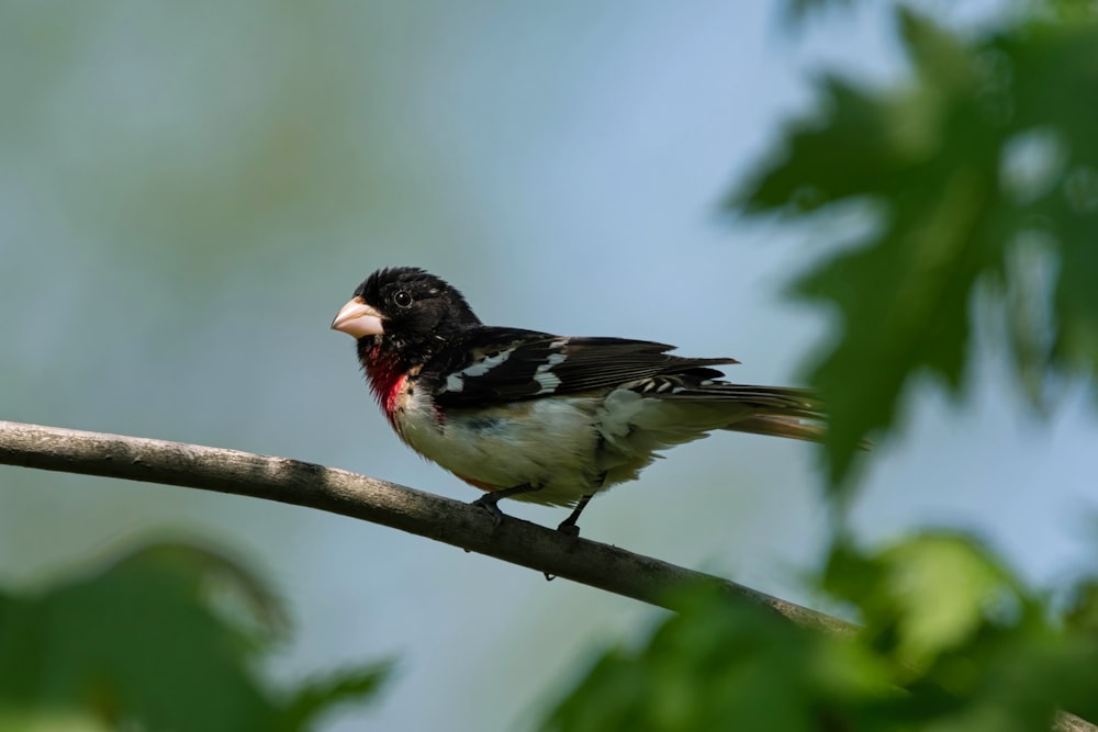 a black and white bird sitting on top of a tree branch