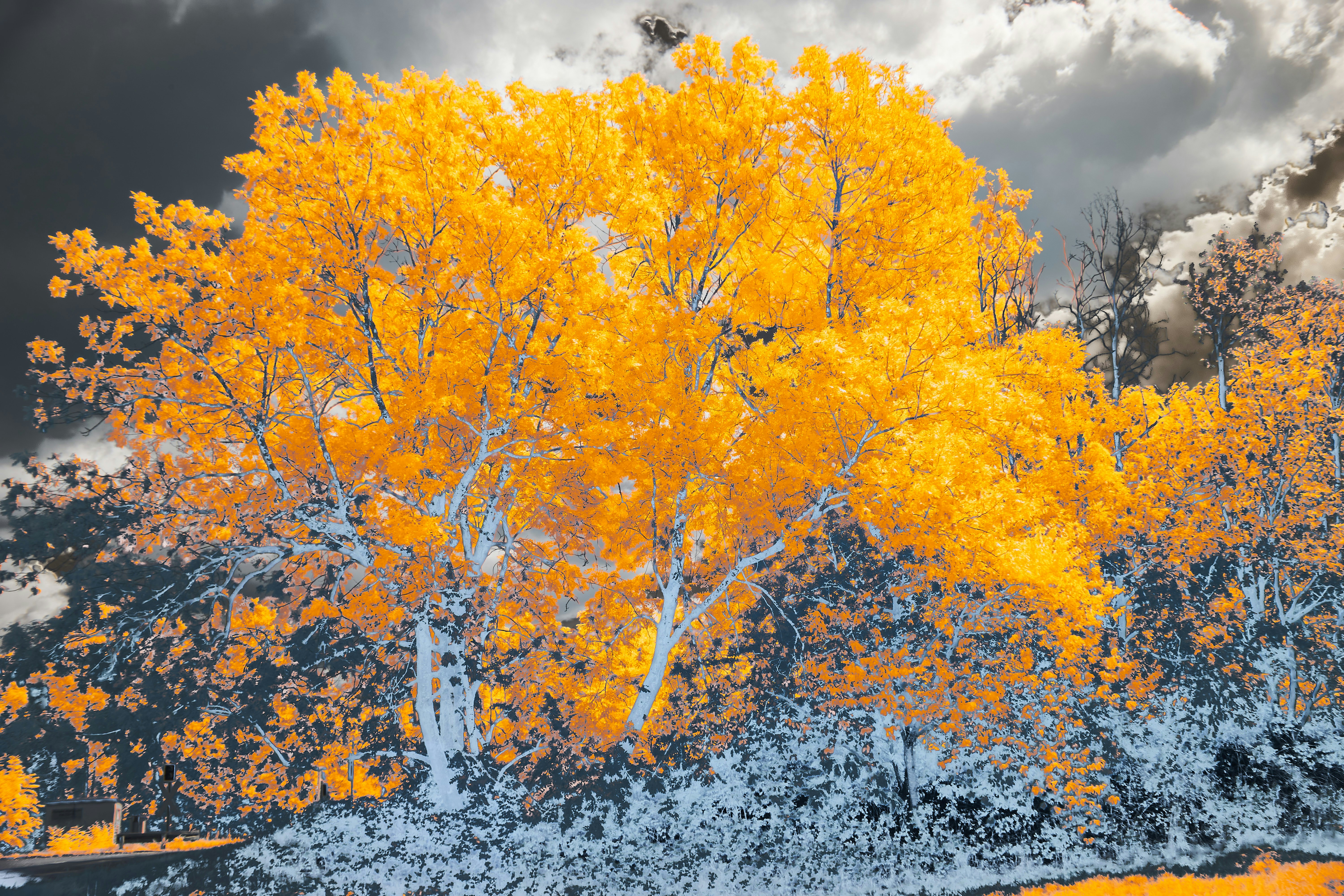 Photo by wolfgang_hasselmann