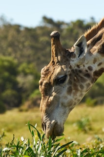 A close-up of a curious giraffe nibbling leaves against a backdrop of acacia trees