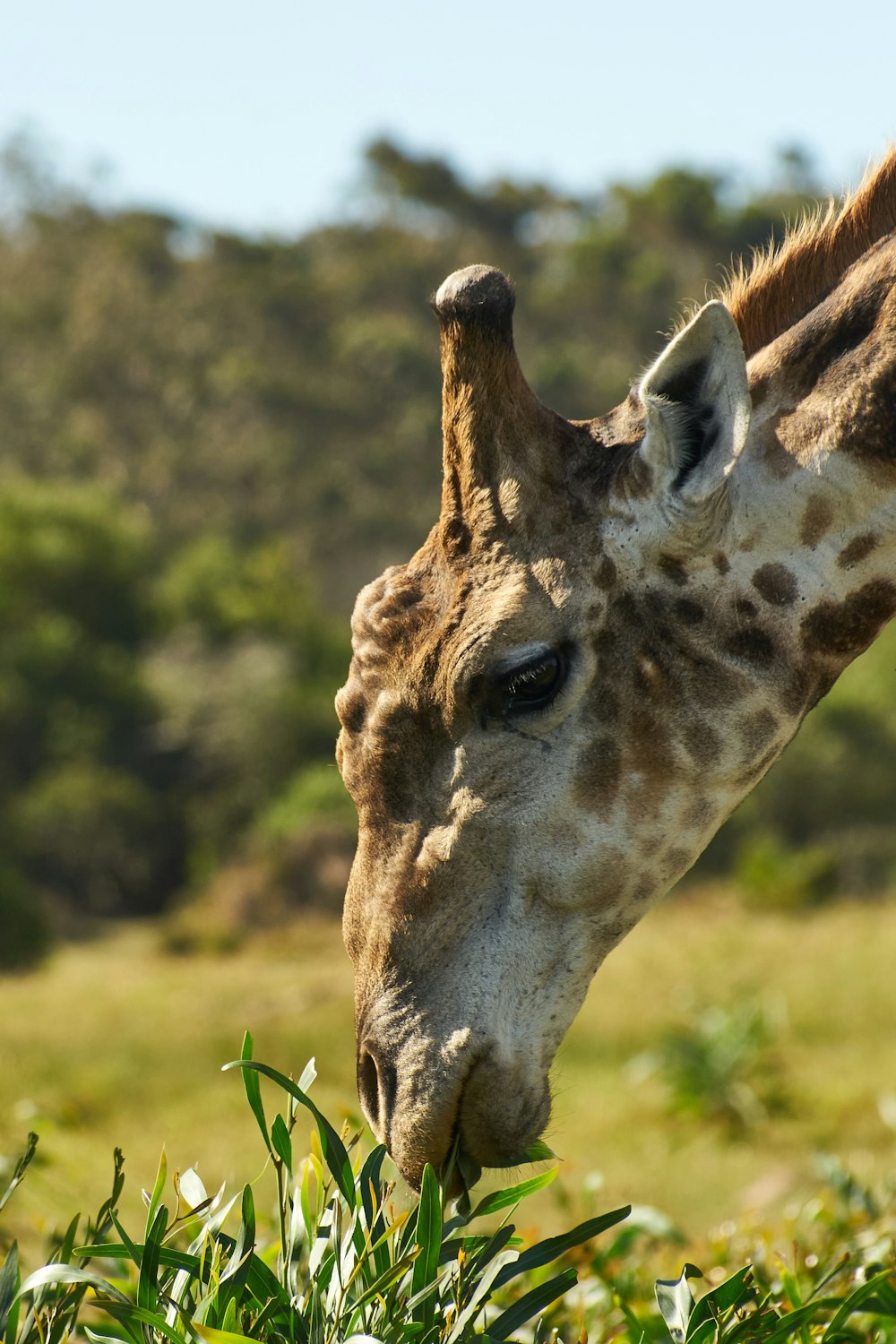 a close up of a giraffe eating grass in a field
