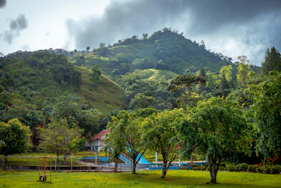 a lush green forest filled with lots of trees
